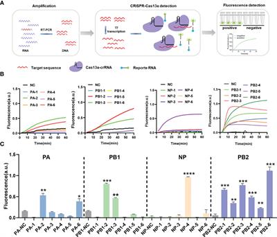 A rapid and efficient platform for antiviral crRNA screening using CRISPR-Cas13a-based nucleic acid detection